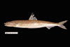 Synodus foetens, inshore lizardfish, SEAMAP collections